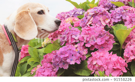 粉紅色的繡球花和比格犬 91558226