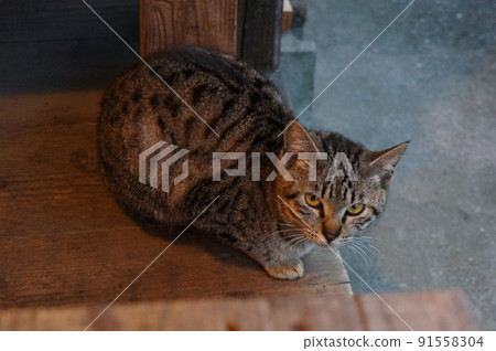 貓Kizitra 貓Kizitra 91558304