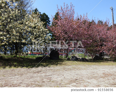 櫻花盛開 Sakura Sakura Uzen Narita Station 花長井線 91558656