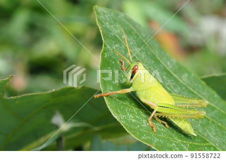 Patanga japonica larva Patanga japonica larva 91558722