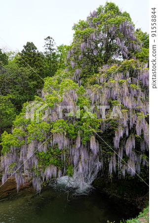 一致領域的紫藤 91558844