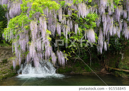 一致領域的紫藤 91558845