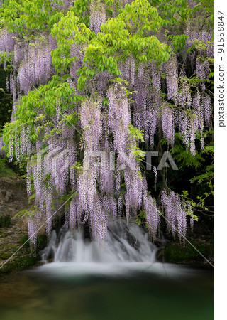 Wisteria of consistent fields 91558847