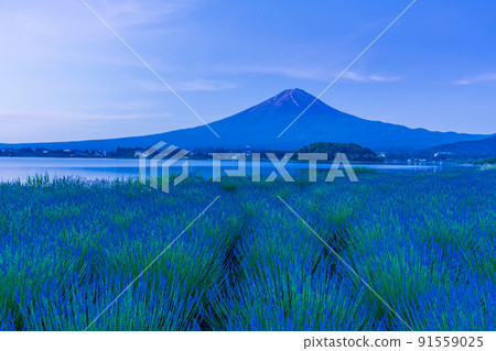 (Yamanashi Prefecture) Lavender flower field Mt. Fuji before dawn 91559025