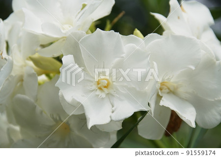Oleander Oranger 91559174