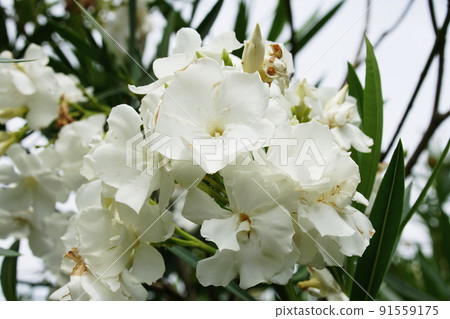 Oleander Oranger 91559175