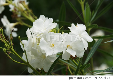 Oleander Oranger 91559177