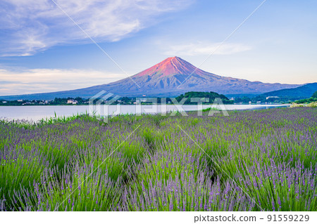 (Yamanashi Prefecture) Lavender flower field Mt. Fuji Dawn 91559229