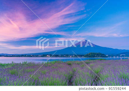 (Yamanashi Prefecture) Lavender flower field Mt. Fuji Dawn 91559244