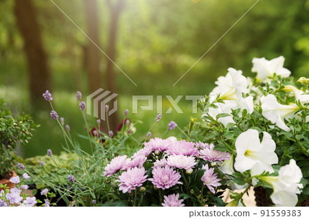 Different potted blooming flowers and herbs, gardening equipment and tools 91559383