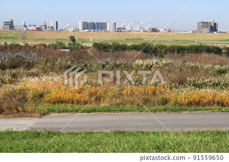Edogawa riverbed scenery with dead Ogiwara in late autumn 91559650