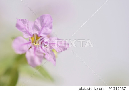 萼距花 萼距花 91559687