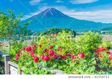（山梨縣）夏天從大石公園岸邊看到的富士山 91559713