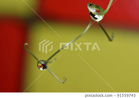 植物上的水滴與反射 植物上的水滴與反射 91559743