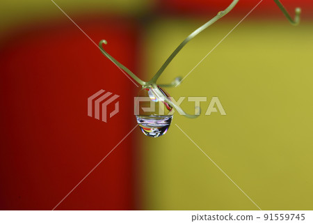 Water droplets and reflections on plants 91559745