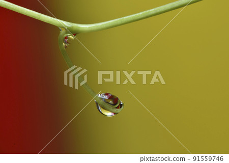 Water droplets and reflections on plants Water droplets and reflections on plants 91559746