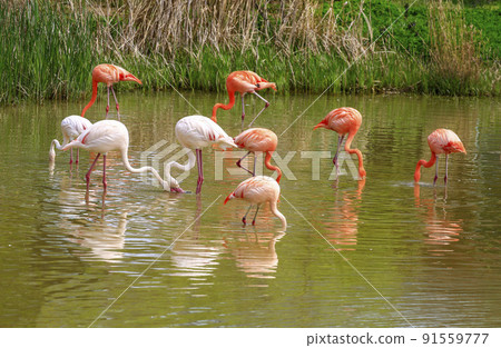 Flamingos playing in the pond at Suncheon Bay National Garden 91559777