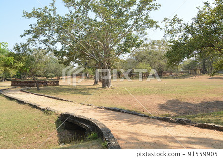 Sri Lanka Boron Narwa Sri Lanka Boron Narwa 91559905