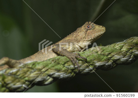 A lizard crawling on a rope A lizard crawling on a rope 91560199