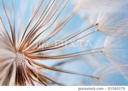 Fluffy dandelion closeup over pink and blue background. Macrophotography of dandelion seeds. Fluffy dandelion closeup over pink and blue background. Macrophotography of dandelion seeds. 91560379