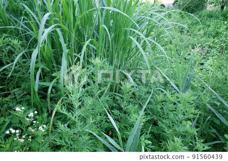 Weeds that grow in abandoned cultivated land for 10 years in early summer Weeds that grow in abandoned cultivated land for 10 years in early summer 91560439