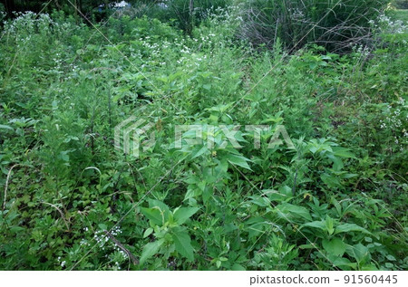 初夏荒廢耕地長10年的雜草 初夏荒廢耕地長10年的雜草 91560445