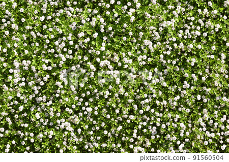 An early summer flower garden with lots of Lippia florets An early summer flower garden with lots of Lippia florets 91560504