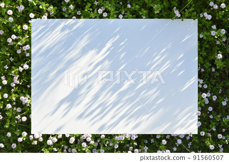 A morning garden with beautiful florets, a white panel with shadows of flower leaves 91560507