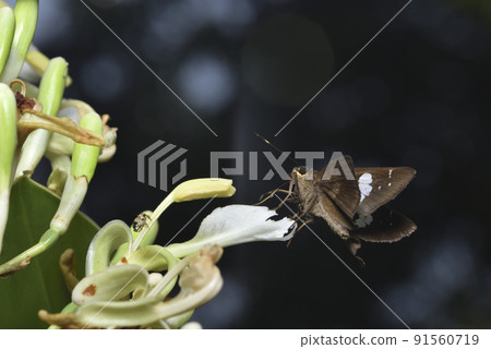 一隻蝴蝶在高良薑花上吸食花蜜 91560719