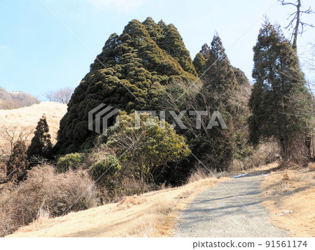 熊本縣阿蘇區高森町高森杉高森 熊本縣阿蘇區高森町高森杉高森 91561174