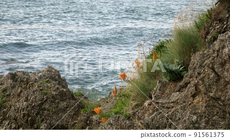 Rock lily flowers blooming in rocky areas along the coast Rock lily flowers blooming in rocky areas along the coast 91561375