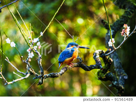 Wild birds at Ishibashi Cultural Center, Kurume City 91561489