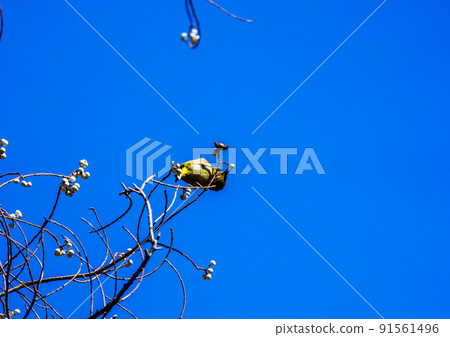 Wild birds at Ishibashi Cultural Center, Kurume City Wild birds at Ishibashi Cultural Center, Kurume City 91561496