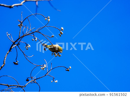 Wild birds at Ishibashi Cultural Center, Kurume City Wild birds at Ishibashi Cultural Center, Kurume City 91561502