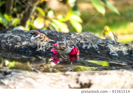 Wild birds at Ishibashi Cultural Center, Kurume City 91561514