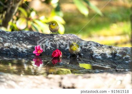 Wild birds at Ishibashi Cultural Center, Kurume City 91561518
