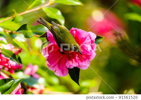 Wild birds at Ishibashi Cultural Center, Kurume City Wild birds at Ishibashi Cultural Center, Kurume City 91561520