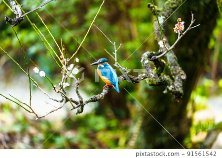 Wild birds at Ishibashi Cultural Center, Kurume City Wild birds at Ishibashi Cultural Center, Kurume City 91561542
