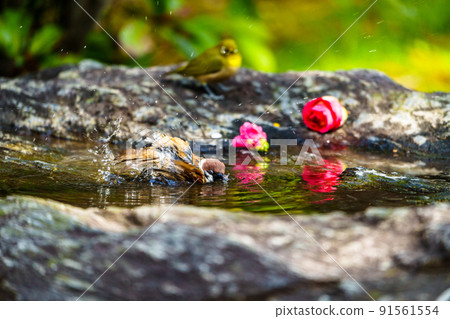 久留米市石橋文化中心的野鳥 久留米市石橋文化中心的野鳥 91561554