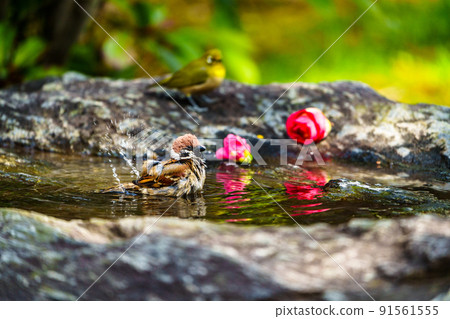 Wild birds at Ishibashi Cultural Center, Kurume City 91561555