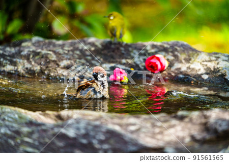 Wild birds at Ishibashi Cultural Center, Kurume City 91561565