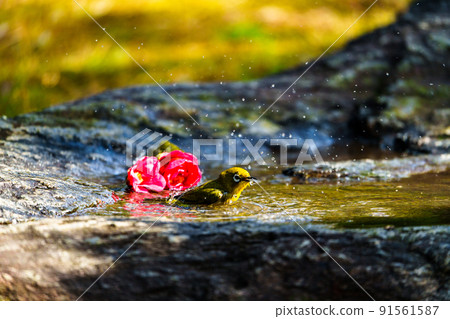 Wild birds at Ishibashi Cultural Center, Kurume City 91561587
