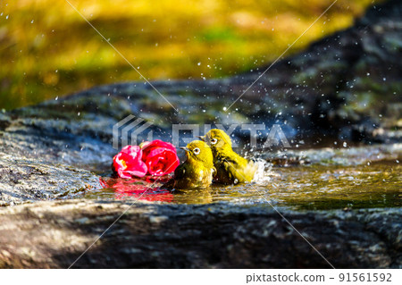Wild birds at Ishibashi Cultural Center, Kurume City Wild birds at Ishibashi Cultural Center, Kurume City 91561592
