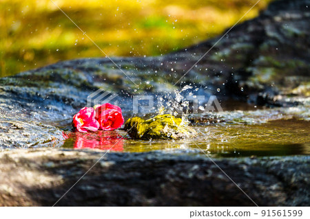 Wild birds at Ishibashi Cultural Center, Kurume City Wild birds at Ishibashi Cultural Center, Kurume City 91561599
