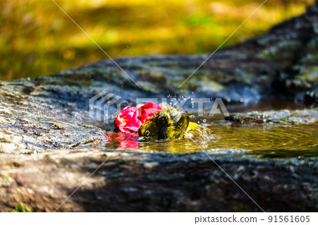 Wild birds at Ishibashi Cultural Center, Kurume City Wild birds at Ishibashi Cultural Center, Kurume City 91561605