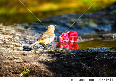 Wild birds at Ishibashi Cultural Center, Kurume City 91561611