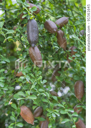 Finger lime sapling 91561645