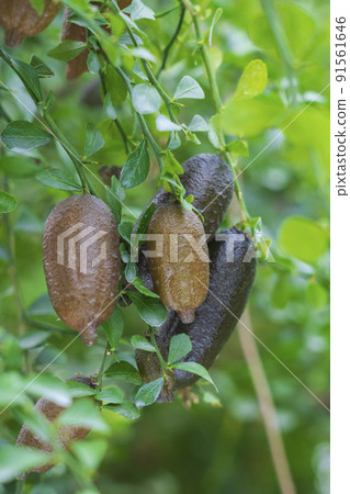 Finger lime sapling 91561646