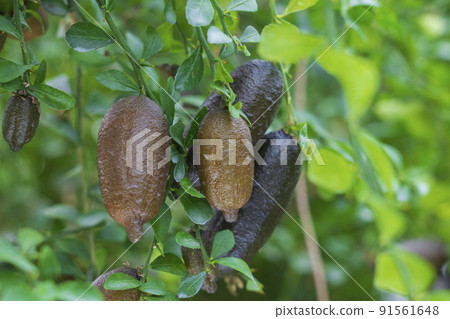 Finger lime sapling 91561648