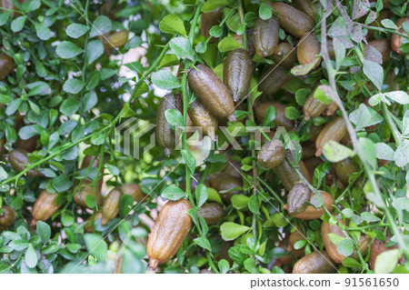 Finger lime sapling 91561650
